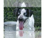 Small #4 Catahoula Leopard Dog Mix