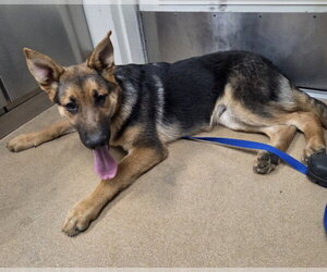 German Shepherd Dog Dogs for adoption in Norco, CA, USA