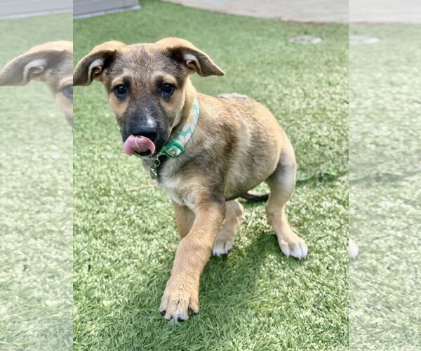 Medium Photo #2 German Shepherd Dog-Unknown Mix Puppy For Sale in The Woodlands, TX, USA