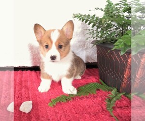 Pembroke Welsh Corgi Puppy for sale in NORWOOD, MO, USA