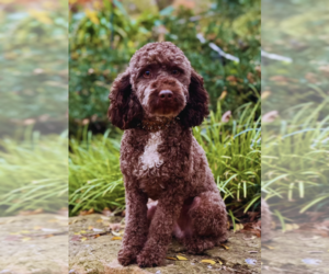 Father of the Goldendoodle mix (+ Poodle Miniature) puppies born on 05/22/2026