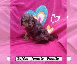 Poodle (Miniature) Puppy for sale in CLARKRANGE, TN, USA