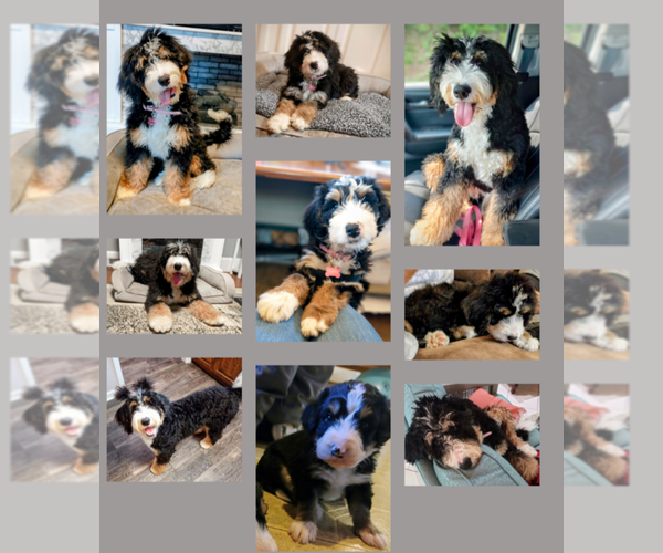 Medium Photo #1 Bernedoodle Puppy For Sale in NORTH WILKESBORO, NC, USA