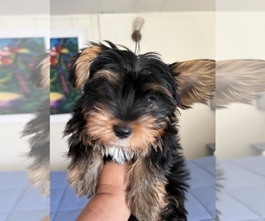 Yorkshire Terrier Puppy for Sale in BUENA PARK, California USA