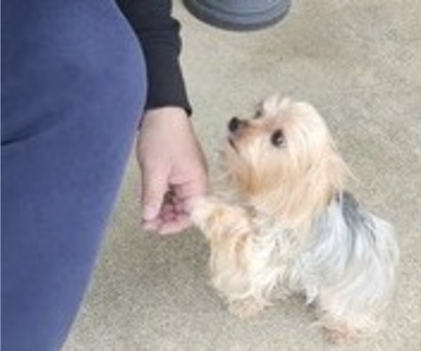 Medium Photo #1 Yorkshire Terrier Puppy For Sale in SALEM, OR, USA