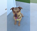 Small #2 German Shepherd Dog Mix