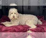 Small Photo #1 Goldendoodle Puppy For Sale in ORANGE, CT, USA