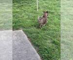 Small Photo #28 Akita Puppy For Sale in LOUISVILLE, KY, USA