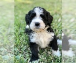 Small Photo #4 Bernedoodle Puppy For Sale in FLEMING ISLAND, FL, USA