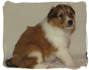 Collie Puppy for sale in CRANE, MO, USA