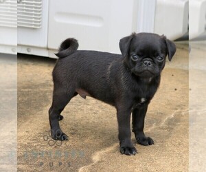 Pug Puppy for sale in NEW HOLLAND, PA, USA