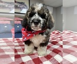 Small Photo #2 Miniature Bernedoodle Puppy For Sale in RICHMOND, IL, USA