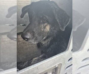 German Shepherd Dog-Unknown Mix Dogs for adoption in Pasadena, TX, USA