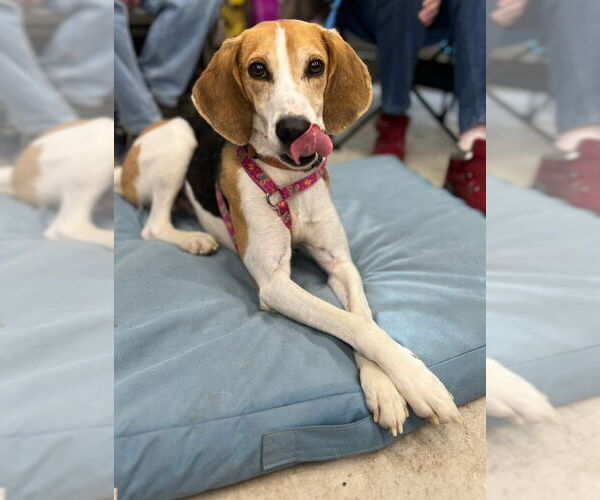 Medium Photo #4 Mutt Puppy For Sale in Fairfax, VA, USA