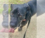Small #27 Boxer Mix