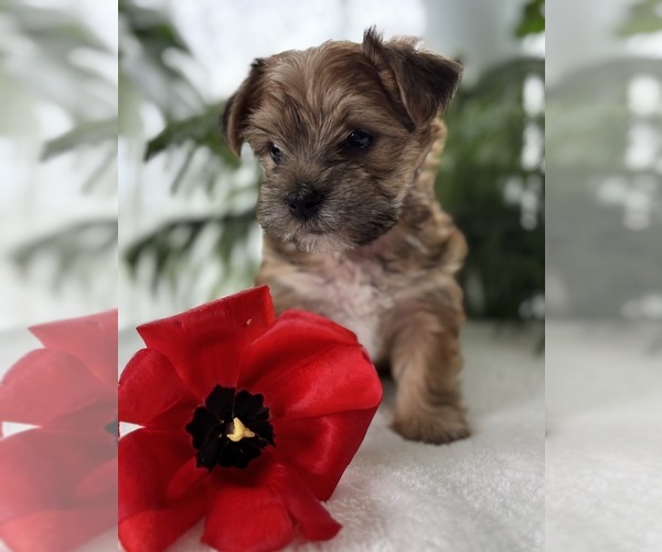 Medium Photo #5 Morkie Puppy For Sale in ROCK STREAM, NY, USA