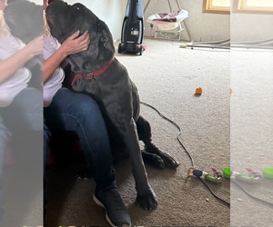 Neapolitan Mastiff Puppy for sale in PAOLI, IN, USA