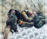 Small Photo #5 Irish Wolfhound Puppy For Sale in ANN ARBOR, MI, USA
