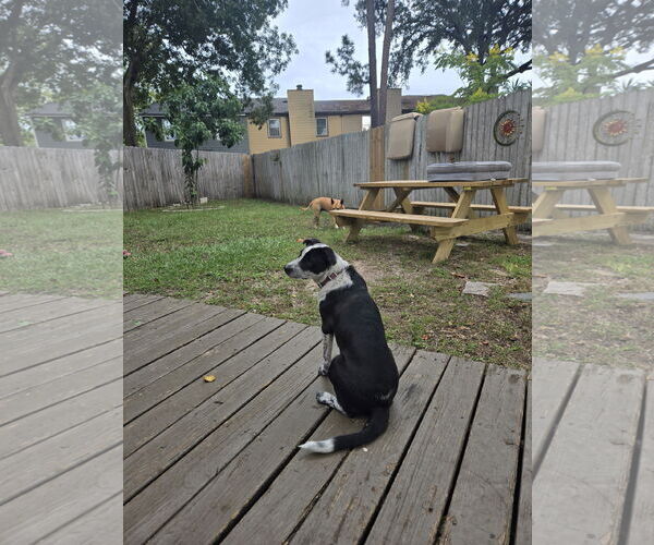 Medium Photo #2 Border Collie-Unknown Mix Puppy For Sale in Sanford, FL, USA