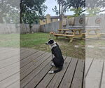 Small #1 Border Collie Mix