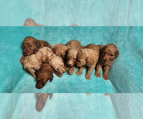 Medium Photo #2 Poodle (Standard) Puppy For Sale in AIKEN, SC, USA