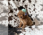Puppy Puppy 1 Cavapoo (Miniature)