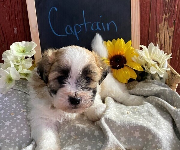 Medium Photo #1 Zuchon Puppy For Sale in BONDUEL, WI, USA