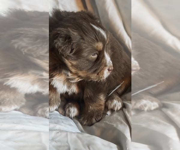 Medium Photo #6 Australian Shepherd Puppy For Sale in PELKIE, MI, USA