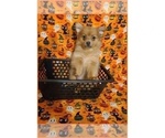 Small Photo #4 Pomeranian Puppy For Sale in CLARKSVILLE, TN, USA
