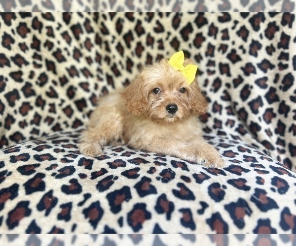 Medium Photo #4 Cavapoo Puppy For Sale in LAKELAND, FL, USA