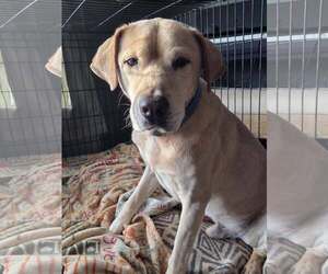 Labrador Retriever-Unknown Mix Dogs for adoption in Greenville, SC, USA