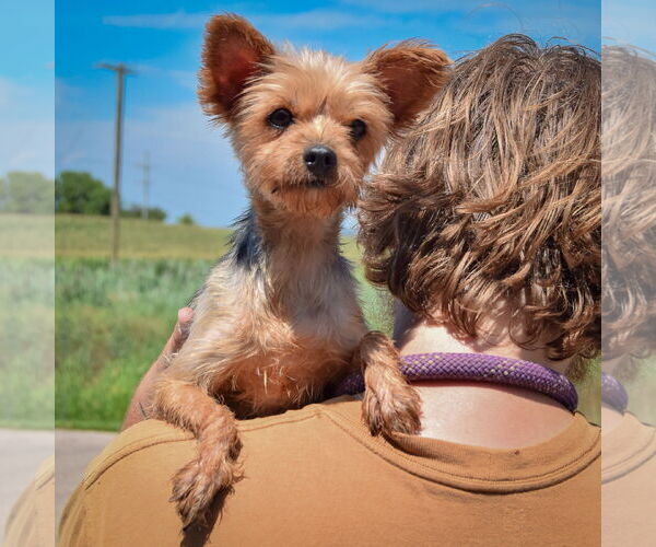 Medium Photo #4 Mutt Puppy For Sale in Huntley, IL, USA