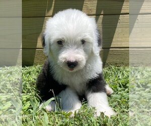 Old English Sheepdog Puppy for sale in WAKE FOREST, NC, USA