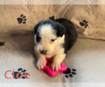 Small Photo #3 Australian Shepherd Puppy For Sale in BETHANY, CT, USA