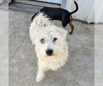 Small #1 Mutt