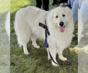 Great Pyrenees Dogs for adoption in Thomasville, NC, USA