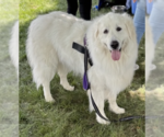 Small Great Pyrenees