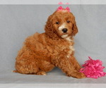 Small Photo #7 Goldendoodle Puppy For Sale in MILLERSBURG, OH, USA