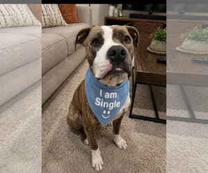 Rocket - Male Boxer-Unknown Mix Dog for Adoption - Photo #2
