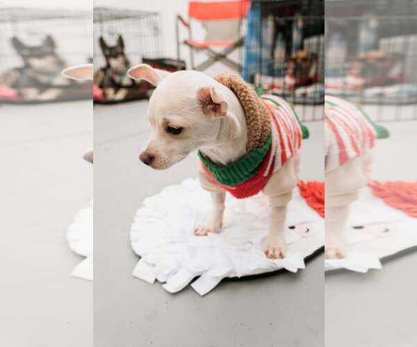 Medium Photo #5 Chihuahua-Unknown Mix Puppy For Sale in Visalia, CA, USA