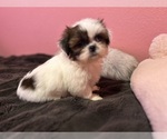 Small Photo #26 Shih Tzu Puppy For Sale in VENETA, OR, USA