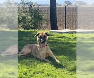 German Shepherd Dog Dogs for adoption in San Martin, CA, USA