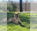 Small German Shepherd Dog