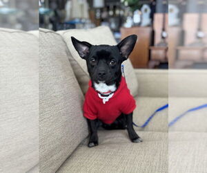 Chug Dogs for adoption in Mundelein, IL, USA