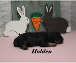 Small #6 Cavalier King Charles Spaniel