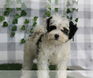 Maltipoo (Miniature) Puppy for sale in MARIETTA, GA, USA