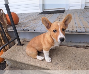 Pembroke Welsh Corgi Litter for sale in SHILOH, OH, USA