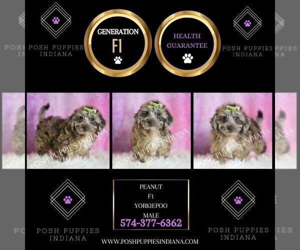 Medium Photo #8 Yorkipoo Puppy For Sale in WARSAW, IN, USA