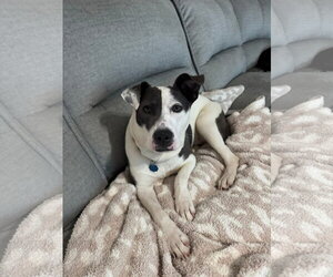 Carnation - Female American Pit Bull Terrier-Unknown Mix Dog for Adoption - Photo #33