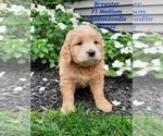 Small Photo #1 Goldendoodle (Miniature) Puppy For Sale in SHIPSHEWANA, IN, USA